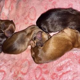 Girl 3 - Red female Dachshund puppy in Richmond, Kentucky from Cemcade Dachshunds