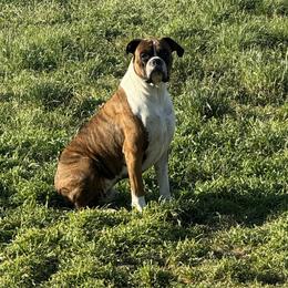 Oliver Duke - Boxer