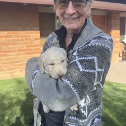 Goldendoodle Puppies from Arizona Doodles
