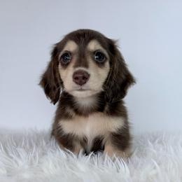 Omri - Chocolate and cream male Dachshund puppy in Sonora, California from HEFFERNAN HOUNDS