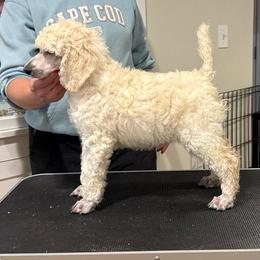 Girl 1 - Cream female Poodle puppy in Walpole, Massachusetts from Harborstone Poodles and Terriers