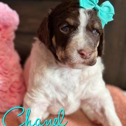Chanel - Parti female Poodle puppy in Independence, Kansas from Malone Standard Poodles