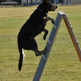 German Shepherds from Gnadehund German Shepherds