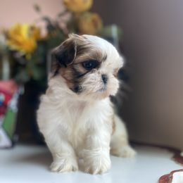 Girl 3 Little Daissy - Tricolor female Shih Tzu puppy in Troy, Michigan from "Shihtzu Best Friend"