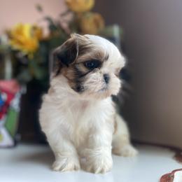 Girl 3 Little Daissy - Tricolor female Shih Tzu puppy in Troy, Michigan from "Shihtzu Best Friend"