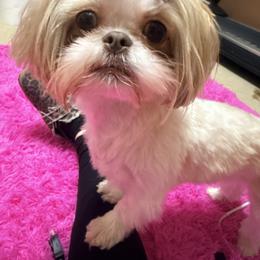 Coco - Shih Tzu