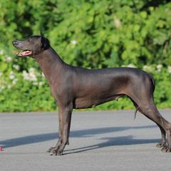 Taika - Xoloitzcuintli