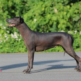 Taika - Xoloitzcuintli