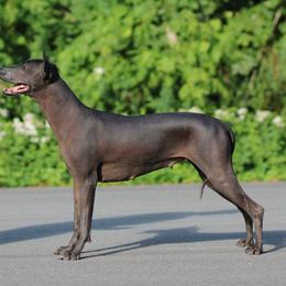 Taika - Xoloitzcuintli