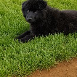 Ledger - Black & white male Australian Shepherd puppy in Mineral Wells, Texas from A6 Australian Shepards