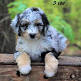 Aussiedoodle Puppies from Wilson Cattle Co.