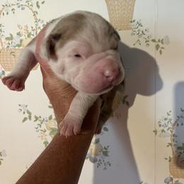 Boy 1 - male Alapaha Blue Blood Bulldog puppy in Grafton, Ohio from Eclipse Alapaha Kennels