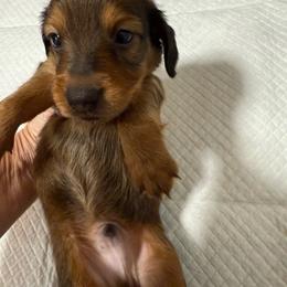 Bongo - Red male Dachshund puppy in Whitesboro, Texas from Joanie's Tickled Pink Puppies