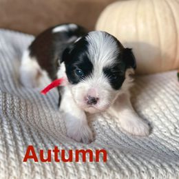 Autumn (Red collar) - Red sable female Havanese puppy in Silverton, Oregon from PNW Havanese