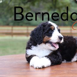 Bernedoodle Puppies from Bernedoodle Bliss