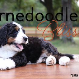 Bernedoodle Puppies from Bernedoodle Bliss