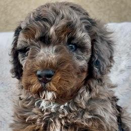Woody - Merle male Bernedoodle puppy in Utah County, Utah from Cascade Springs Doodles