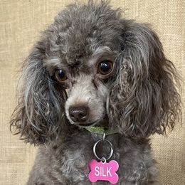 Silk - Cavalier King Charles Spaniel