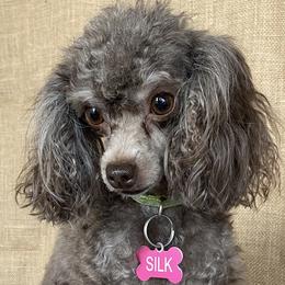 Silk - Cavalier King Charles Spaniel