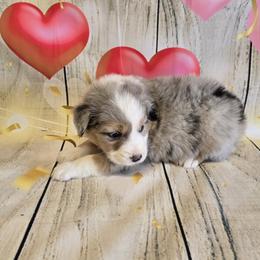 Boy 1 - Blue merle male Australian Shepherd puppy in Lakeland, Florida from Diamond P Australian Shepherds