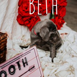 Weimaraner Puppies from North Georgia Weims