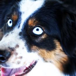 Raven - Australian Shepherd