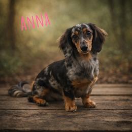 Anna - Dachshund