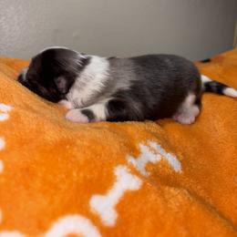 Lola - Black and tan female Pomeranian puppy in Okmulgee, Oklahoma from 918 Pomeranians