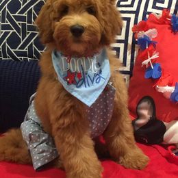 "English Goldendoodle Puppy from Moss Creek Goldendoodles" Goldendoodle and Schnoodle Puppies from Moss Creek Goldendoodles