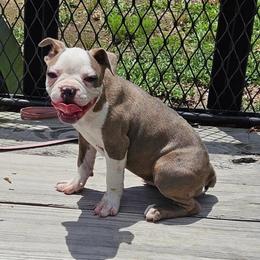 Brindle Girl - Brindle and white female Boston Terrier puppy in Anderson, South Carolina from Lola’s House of Bostons & Rescue