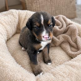 Gilbert - Sable male Bernedoodle puppy in Holden, Missouri from Mid-West Bernedoodles