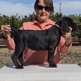 Tootsi - Black female Cane Corso puppy in Dayton, Oregon from BlackStar Cane Corso