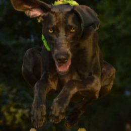 Weimaraners from Heather Fender's Weimaraners