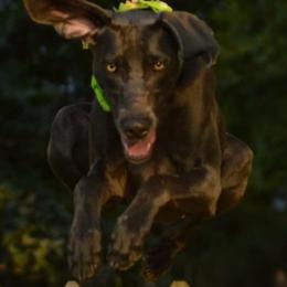 Weimaraners from Heather Fender's Weimaraners