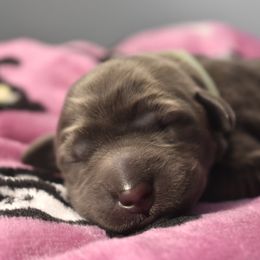 Dilute Retriever Puppies from Wicked Pines Retrievers