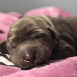 Dilute Retriever Puppies from Wicked Pines Retrievers