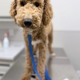 Clifford - Red  male Poodle puppy in Caldwell, Idaho from Boise Doodle Co.