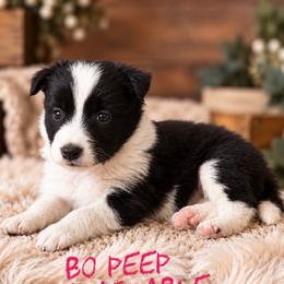 Bo peep - Black female Border Collie puppy in Sanger, California from Flying M Cactus Ranch Buddies