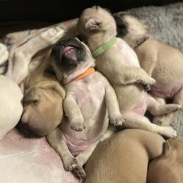 French Bulldog Puppies from White Hippo Frenchies