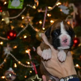 Boxer Puppies from Quinney’s Boxers