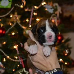 Boxer Puppies from Quinney’s Boxers