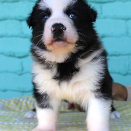 Blue color male - Panda male German Shepherd puppy in Yakima, Washington from Bahr-S German Shepherds
