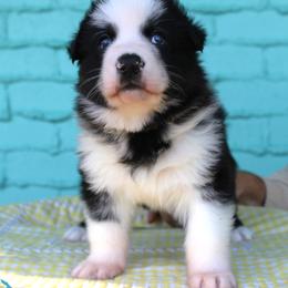 Blue color male - Panda male German Shepherd puppy in Yakima, Washington from Bahr-S German Shepherds