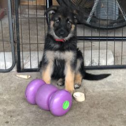 German Shepherd Puppies from Wolves Den Ranch