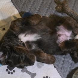 Bernedoodle and Goldendoodle Puppies from Doting Doodles