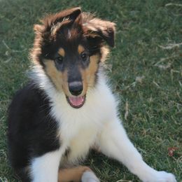 Everest - Black white and tan male Collie puppy in Mesa, Arizona from Sperling's Rough Collies