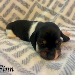 Finn - Piebald male Dachshund puppy in Aiken, South Carolina from State Eight Dachshunds