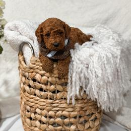 Red collar boy - Red  male Goldendoodle puppy in Spokane, Washington from Dream Doodles in Spokane WA