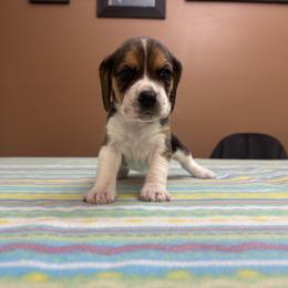 Jingle - Black white and tan female Beagle puppy in St. Cloud, Minnesota from Beagle Blessings