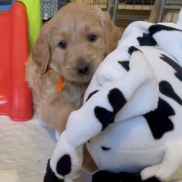 Goldendoodle Puppies from Jasperdoodle.com